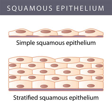 Simple Squamous Epithelium Cartoon