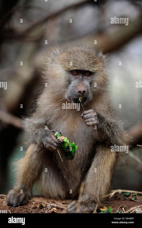 Baboon eating food Stock Photo - Alamy