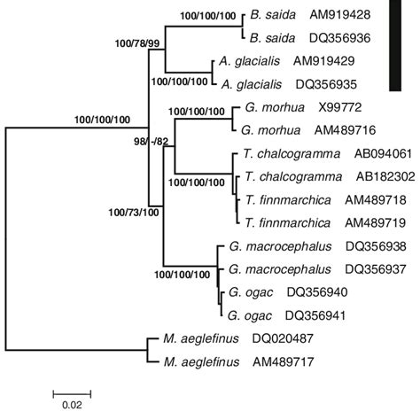 Maximum Likelihood ML Phylogenetic Tree Based On The Alignment Of