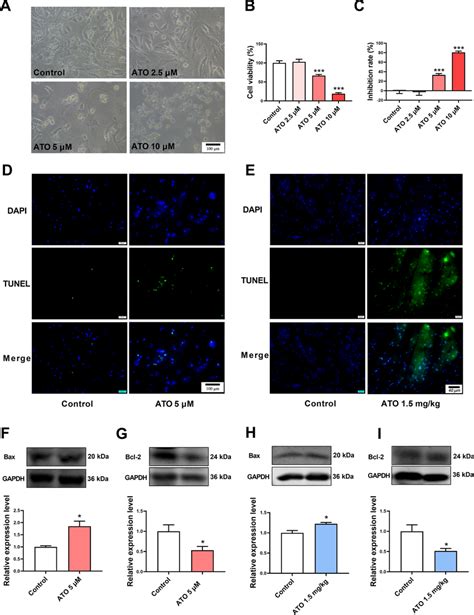 Ato Induced Apoptosis Of Cardiomyocytes Both In Vitro And In Vivo A