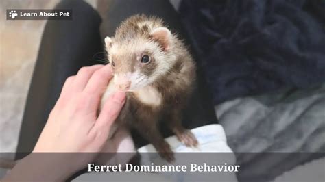 Ferret Dominance Behavior : (7 Interesting Facts) - 2023