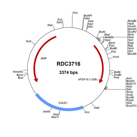 Human Hyaluronidase Hyal Np Versaclone Cdna Rdc R D