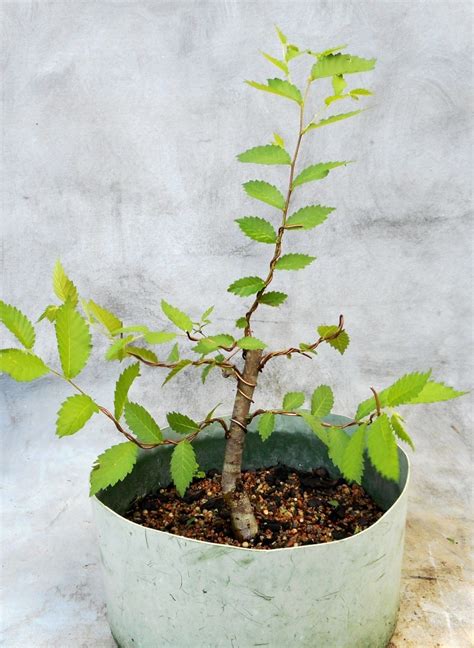 Elm Development – Simple Steps - Bonsai South