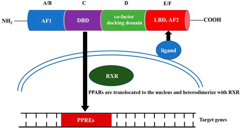 Frontiers The Role Of Peroxisome Proliferator Activated Receptors In