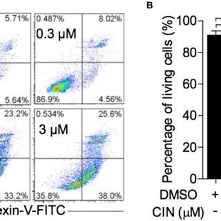 Cinobufagin Triggers Apoptotic Signaling Pathways In Ocm Cells Ocm