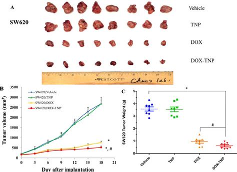 The Effect Of DOX TNP And DOX TNP On The Growth Of SW620 Tumors In