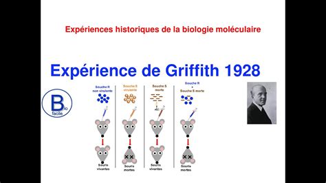 Expérience de Griffith YouTube