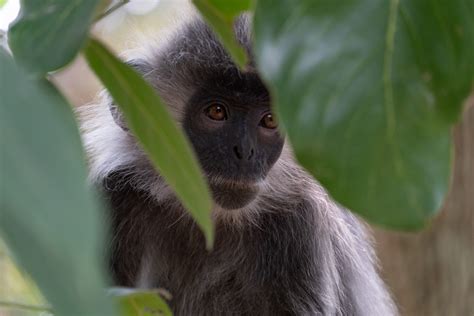 Conserving Cambodia's wildlife: the case for Endangered species ...