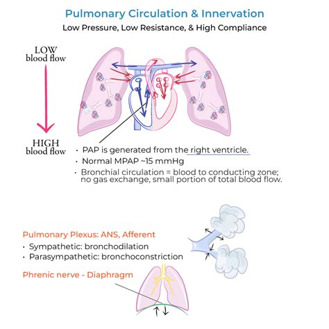 Physiology Glossary Pulmonary Circulation Innervation Ditki