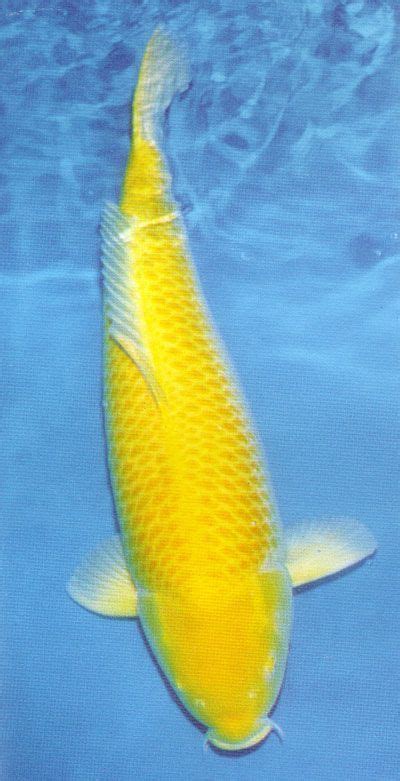 Well I Love A Yellow Koi Ikan Air Tawar Ikan Koi Binatang