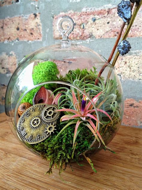 Steampunk Air Plant And Moss Terrarium A Perfect Birthday Or Etsy