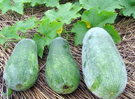 Восковая тыква – овощная культура | Огородники