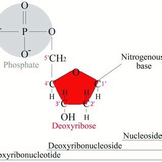 Deoxyribonucleotide structure with numbered carbon atoms in the ...