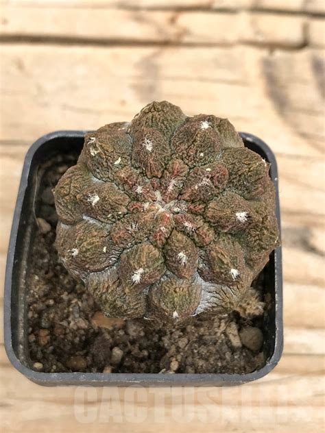 SHPR9692 Copiapoa Hypogaea Cv Lizard Skin Cactus Online