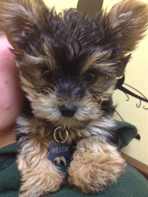 Long Hair Yorkie Poo Shala Osorio