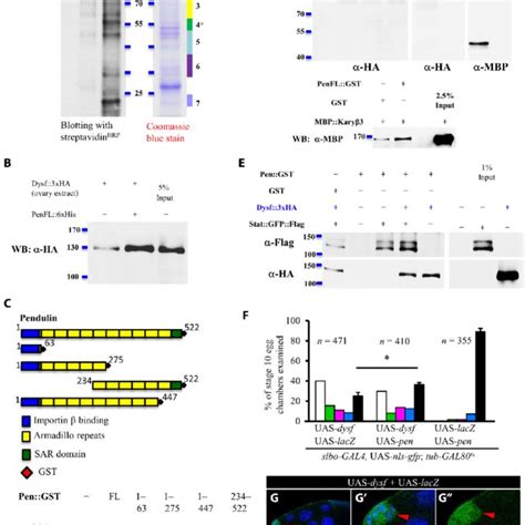 Suppression Of Stat Nuclear Import Upon Dysf Overexpression A To C