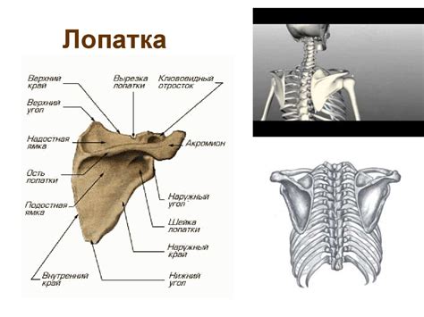 Кости и мышцы верхних конечностей. (Лекция 9) - презентация онлайн