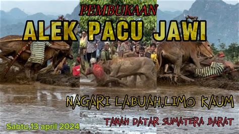 Pembukaan Alek Pacu Jawi Labuah Limo Kaum Tanah Datar Antusias