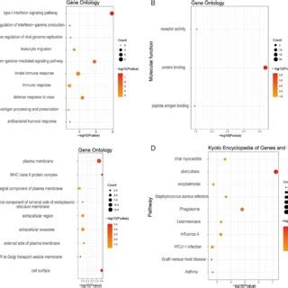 GO Functional Enrichment Analysis On 22 DEGs A Biological Process B