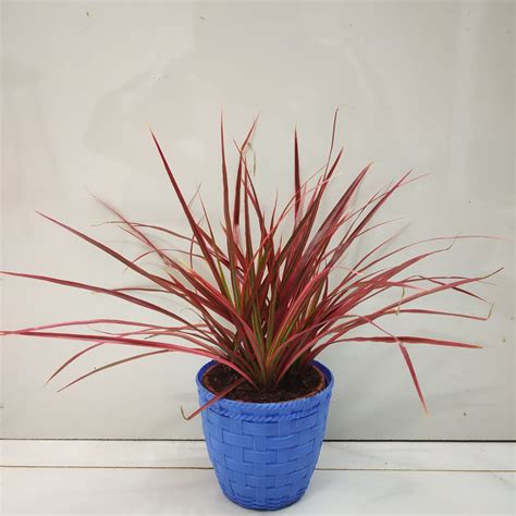 Dracaena Marginata Red Nurserybuy