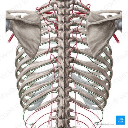 Intercostal Spaces Anatomy Contents And Boundaries Kenhub