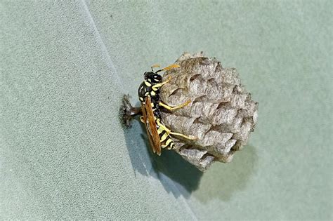 Fotobombus El Blog De Las Abejas Avispas Y Hormigas Avispas Papeleras
