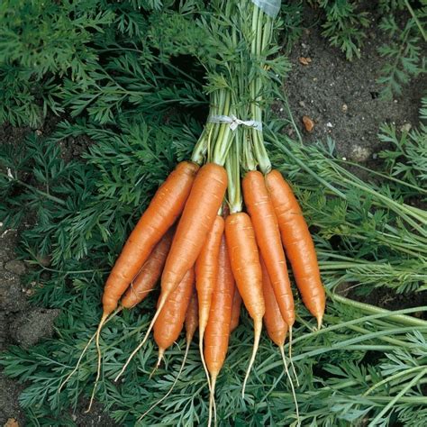 Indian Carrot Seeds (Pack of 50 Seeds)