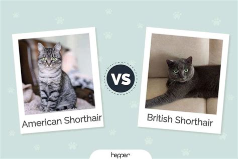 American Shorthair Cat vs British Shorthair Cat: Visual Differences & Overview (With Pictures ...