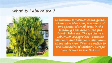 The Laburnum Top Class Ppt