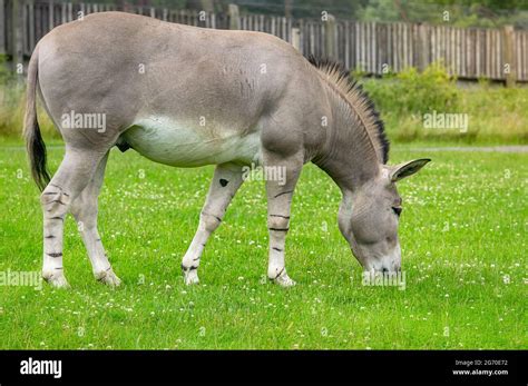 Somali Wild Ass Grazing Outdoors Stock Photo Alamy