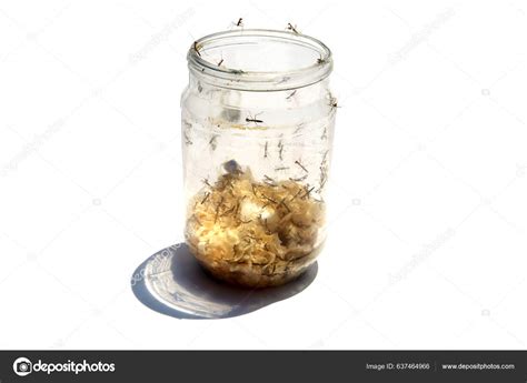 Praying Mantis New Born Praying Mantis Empty Jar Isolated White Stock