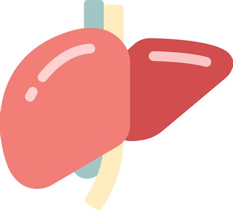 Liver Clip Art At Vector Clip Art Online Royalty Free