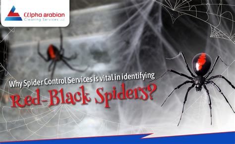 Red Black Spiders With Expert Spider Control Services