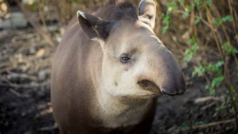 Wildlife in Ecuador - Types of Ecuadorian Animals - A-Z Animals