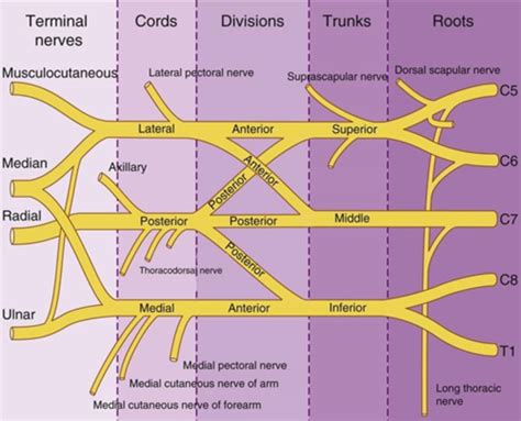 Part Brachial Plexus Flashcards Quizlet