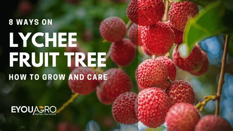 How To Grow And Care For Lychee Fruit Tree Eyouagro