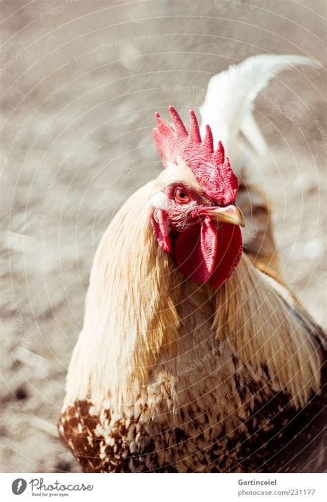 Goggle Animal Farm Animal A Royalty Free Stock Photo From Photocase