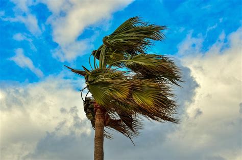 Windy Trees