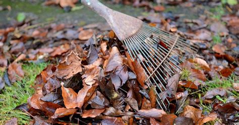 Feuilles mortes ne les jetez plus réutilisez les Voici comment avec