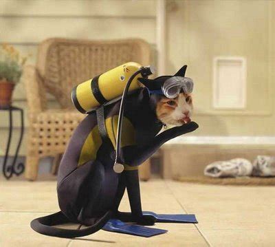 Cats In Costumes - Neatorama