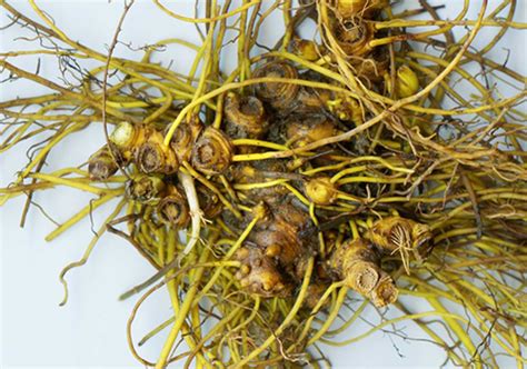 The Goldenseal Plant Revealed: Uncover The Truth