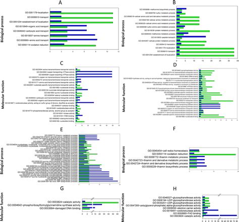 Analysis Of Functional Gene Ontology GO Categories Performed Using