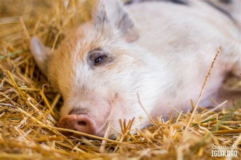 Cerrar Los Ojos Y Dormir Con Una Sonrisa Significa En Idioma Porcino