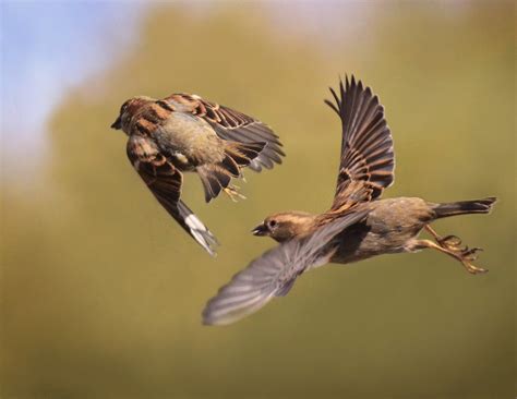 Sparrows Flying