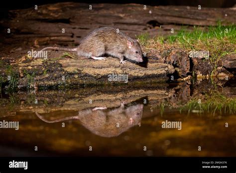 Brown Rat Also Referred To As Common Rat Street Rat Sewer Rat