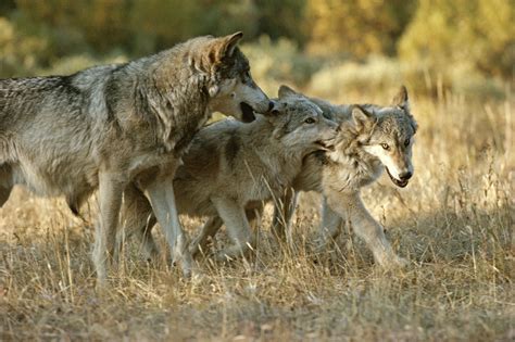 How the death of one wolf can affect the entire pack - Living with Wolves