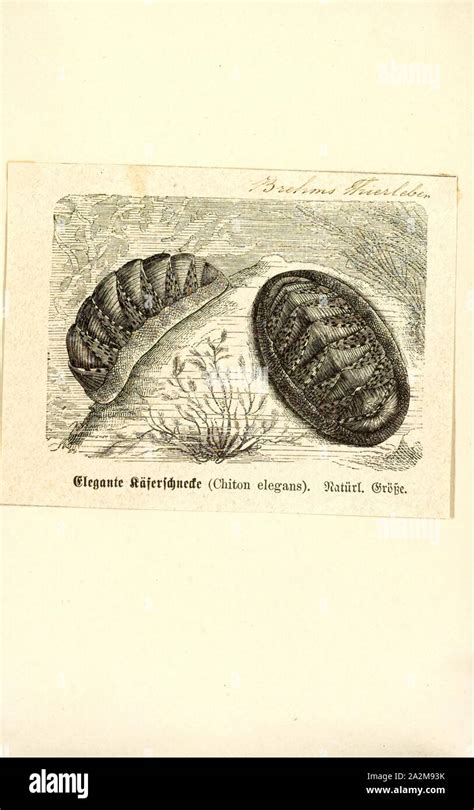 Chiton Elegans Print Chitons Are Marine Molluscs Of Varying Size In