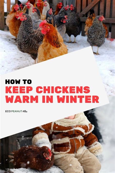 How Cold Is Too Cold For Chickens Eco Peanut Raising Chickens