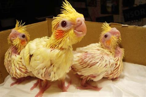 Baby Cockatiel Care: Tips for Raising a Healthy Bird - Small Pets 101