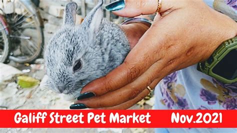 Beautiful Cheapest Rabbits At Galiff Street Pet Market Kolkata